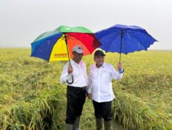 Tiba di Merauke, Wamenhan M. Herindra Tinjau Panen Raya Food Estate di Papua Selatan