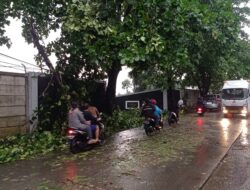 Angin Kencang di Tapos, Depok: Satu Mobil Tertimpa Pohon