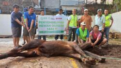 PT Arnott’s Indonesia Salurkan 2 Ekor Sapi Kurban Lewat LAZGIS Peduli di Momen Idul Adha 1446 H