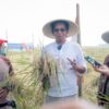 Program Wakaf Sawah Produktif untuk Ketahanan Pangan Yayasan Rindang Indonesia
