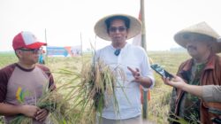 Program Wakaf Sawah Produktif untuk Ketahanan Pangan Yayasan Rindang Indonesia