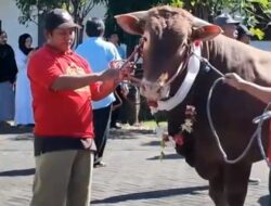 Semangat Berkurban di Padepokan Dimas Kanjeng, 7 Sapi dan 13 Kambing Disalurkan ke Ribuan Warga