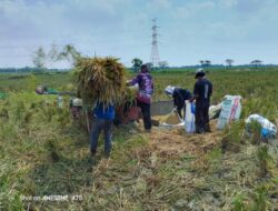 Petani Padi Karawang Menjerit, Harga Pupuk Mahal, Pemerintah Diminta Turun Tangan