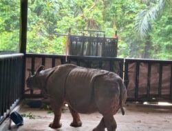 TNI Bantu Evakuasi Penyelamatan Badak di Taman Nasional Ujung Kulon