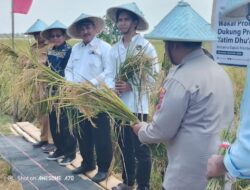 Panen Raya Wakaf Sawah Produktif Yayasan Rindang Indonesia Dukung Ketahanan Pangan Yatim dan Dhuafa di Karawang