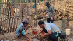 BUMDes Agrarprana Siapkan Kandang Modern Demi Ketahanan Pangan Desa